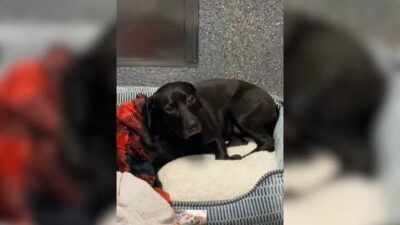 Dog Spends 900 Days in Shelter, Gets Adopted and Returned in Just 24 Hours
