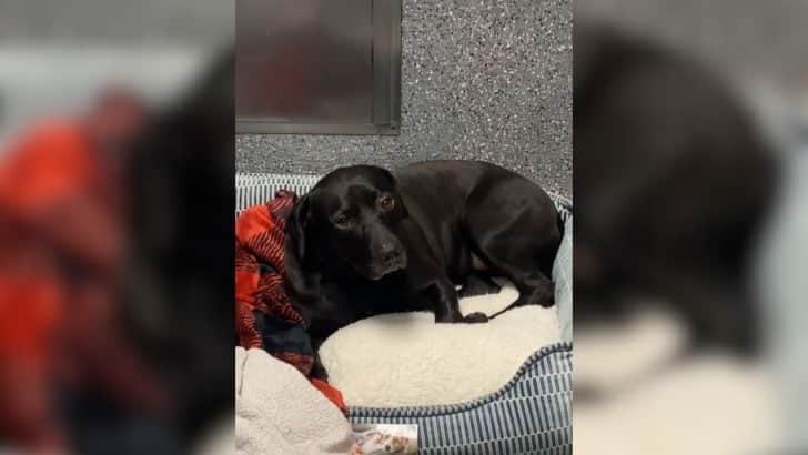 Dog Spends 900 Days in Shelter, Gets Adopted and Returned in Just 24 Hours