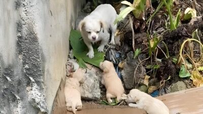 Rescuers Discover Freezing Mama Dog and Her Puppies Left in the Rain