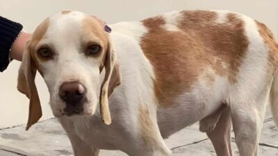 From Streets to Snuggles: Abused Dog Finds Comfort in a Mountain of Teddy Bears