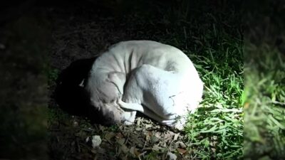Abandoned Dog Rescued From The Everglades Gets A Beautiful New Life