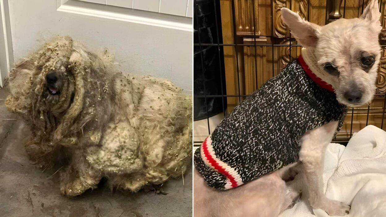 Matted Pup’s Incredible Transformation Into A Brand New Dog