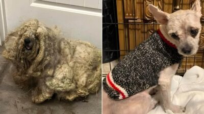 Matted Pup’s Incredible Transformation Into A Brand New Dog