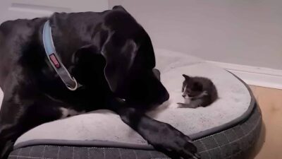 Gentle Giant and Tiny Miracle: A Great Dane's Love Saves a Kitten