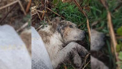 Confused Dog Dumped In Woods, Longing For Love