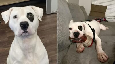 From Overlooked to Overjoyed: How One Sweet Dog Found His Forever Home