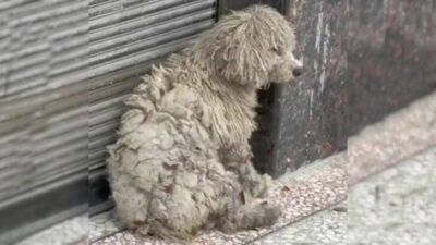 Shivering Dog Found Outside Store Gets a Second Chance at Life