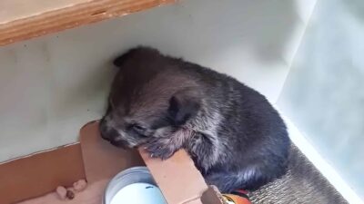 Puppy Dumped Heartlessly In A Cardboard Box, Gets A New Life