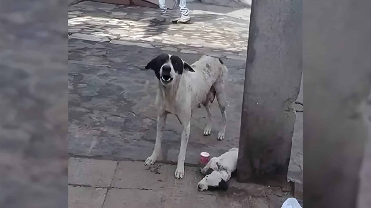 Mama Dog Cries for Help Until Someone Saves Her Puppy