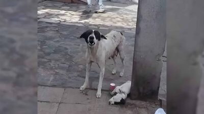 Mama Dog Cries for Help Until Someone Saves Her Puppy