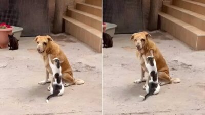 Cats Give Massages To A Blind Dog Who Needs A Little Extra Love