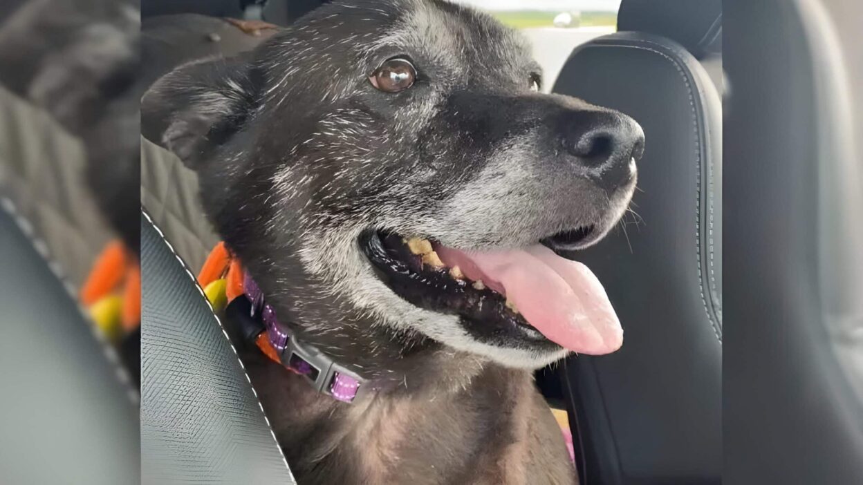 Rescuers Heartbroken After Finding Pup Left At Park Restroom With A Shocking Note