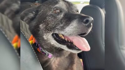 Rescuers Heartbroken After Finding Pup Left At Park Restroom With A Shocking Note