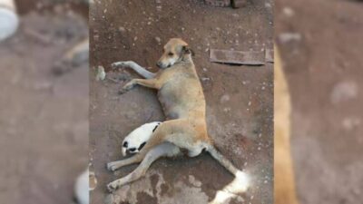 Badly Injured Momma Dog Pleads With Rescuers To Save Her Pups