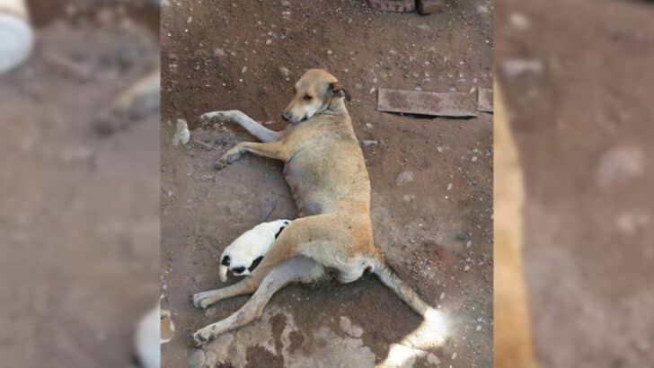 Badly Injured Momma Dog Pleads With Rescuers To Save Her Pups