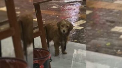 Stray Dog Finds Shelter and Love After Begging Outside Restaurant