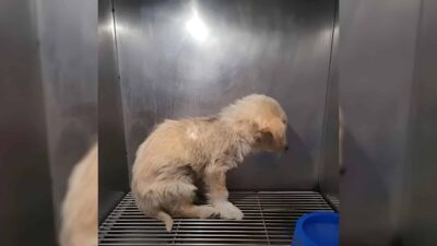 Abused Puppy Couldn't Even Look Her Rescuers in the Eyes