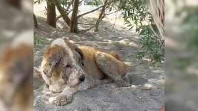 Senior Dog Cried After Being Kicked Out by Her Heartless Owner