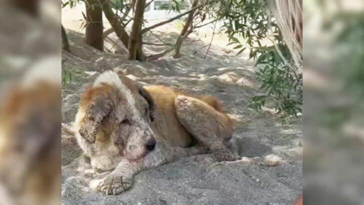 Senior Dog Cried After Being Kicked Out by Her Heartless Owner