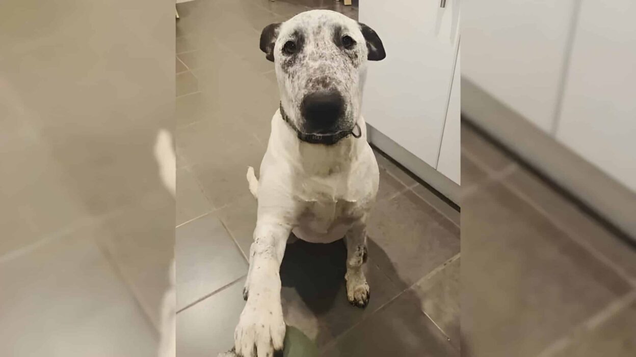 This Shelter Dog Was Rejected Twice, But Her Third Chance Changed Everything