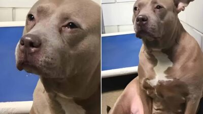 Pittie Mom Can't Stop Crying After Being Separated From Her Puppies