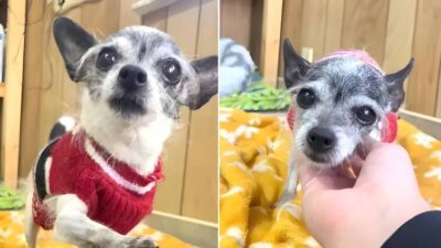 Chihuahua Rejected for Wanting Cuddles Finally Finds Her Forever Home