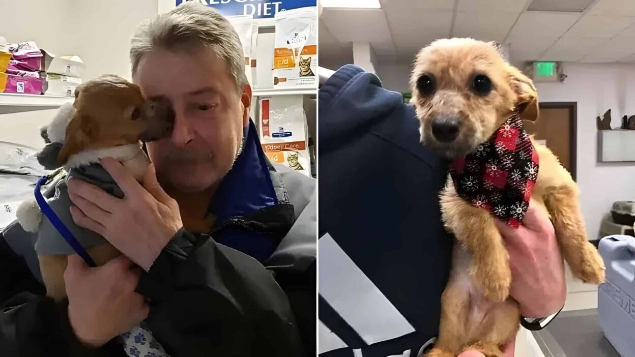 Puppy Thrown Off Bridge With Muzzle Taped Shut Finds Love and a Forever Home