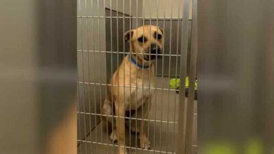 Loyal Pup Waited at Shelter, Unaware His Family Had Abandoned Him