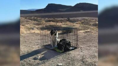 Hikers Rescue Two Abandoned Dogs Trapped in Desert Cage