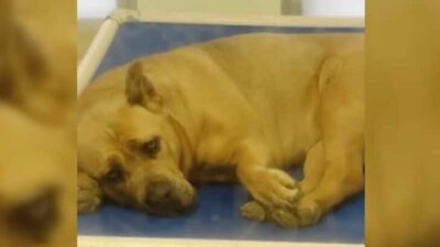 Sweet Rosa Waits Patiently for Her Forever Home After Spending Her Whole Life in a Shelter