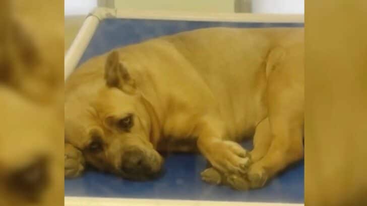 Sweet Rosa Waits Patiently for Her Forever Home After Spending Her Whole Life in a Shelter