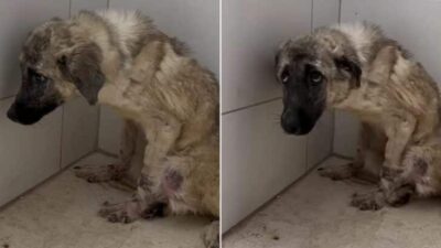 Fearful Dog Tied to a Fence Learns to Trust Again