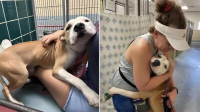 Shelter Dog Who Gives Hugs to Everyone Just Wants to Be Adopted