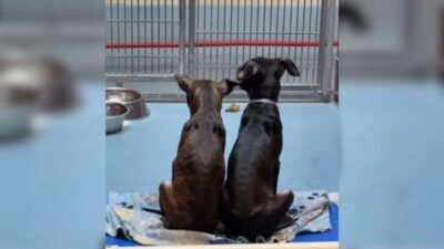 Bonded Brothers Refuse to Leave Each Other's Side, Hoping for a Miracle