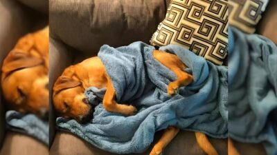 Anxious Dog Adopted From A Pennsylvania Shelter Finds Comfort In His Blue Blanket