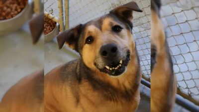 Senior Dog Finally Finds Home After 2,381 Days In Ohio Shelter
