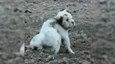 Rescuers Discover Dog In Field, Then Realize He Has A Mysterious Object Around His Neck