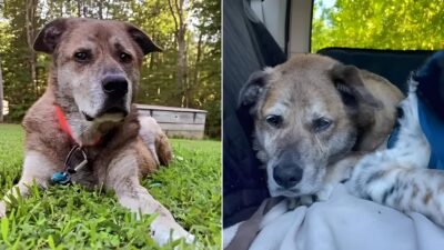 Rescuers Give Hope to Stray Pup Lying on a Dirty Mattress Until They Found Him