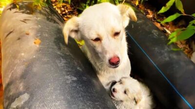 Rescuer Discovers a Hidden Secret While Helping a Stray Dog and Her Pup