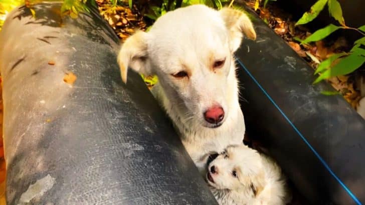 Rescuer Discovers a Hidden Secret While Helping a Stray Dog and Her Pup