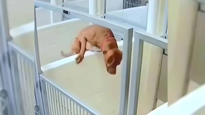 Security Camera Captures Pittie Jumping Over Her Kennel to Reunite with Her Best Friend