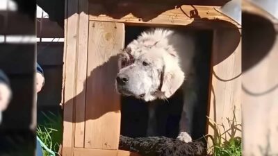 Abandoned Dog Finds New Life After Rescue