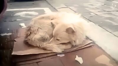 Abandoned Dog Waits in the Cold, Hoping Her Owner Will Return