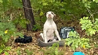 Man Finds Heartbroken Puppy Dumped in the Woods with Only Food and Toys