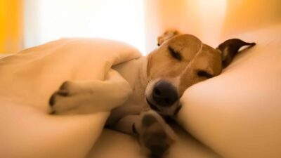 Understanding a Dog's Final Moments: A Vet's Emotional Appeal