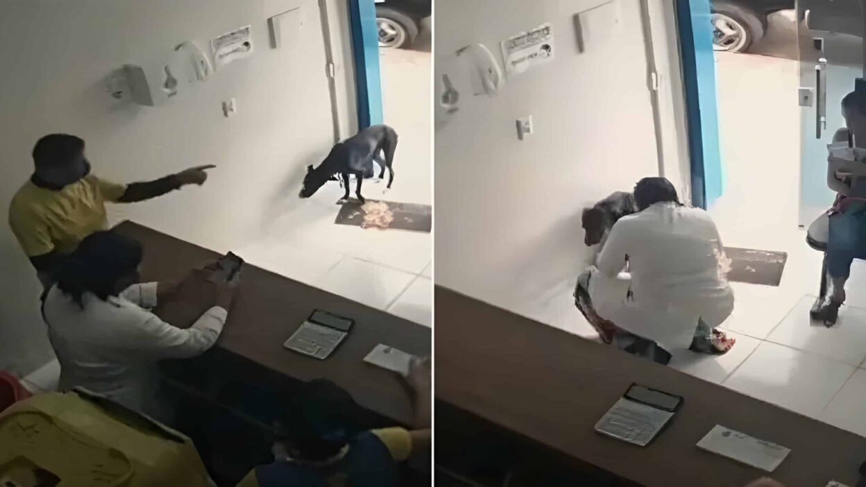 A Stray Dog's Brave Visit to the Vet Changed His Life Forever