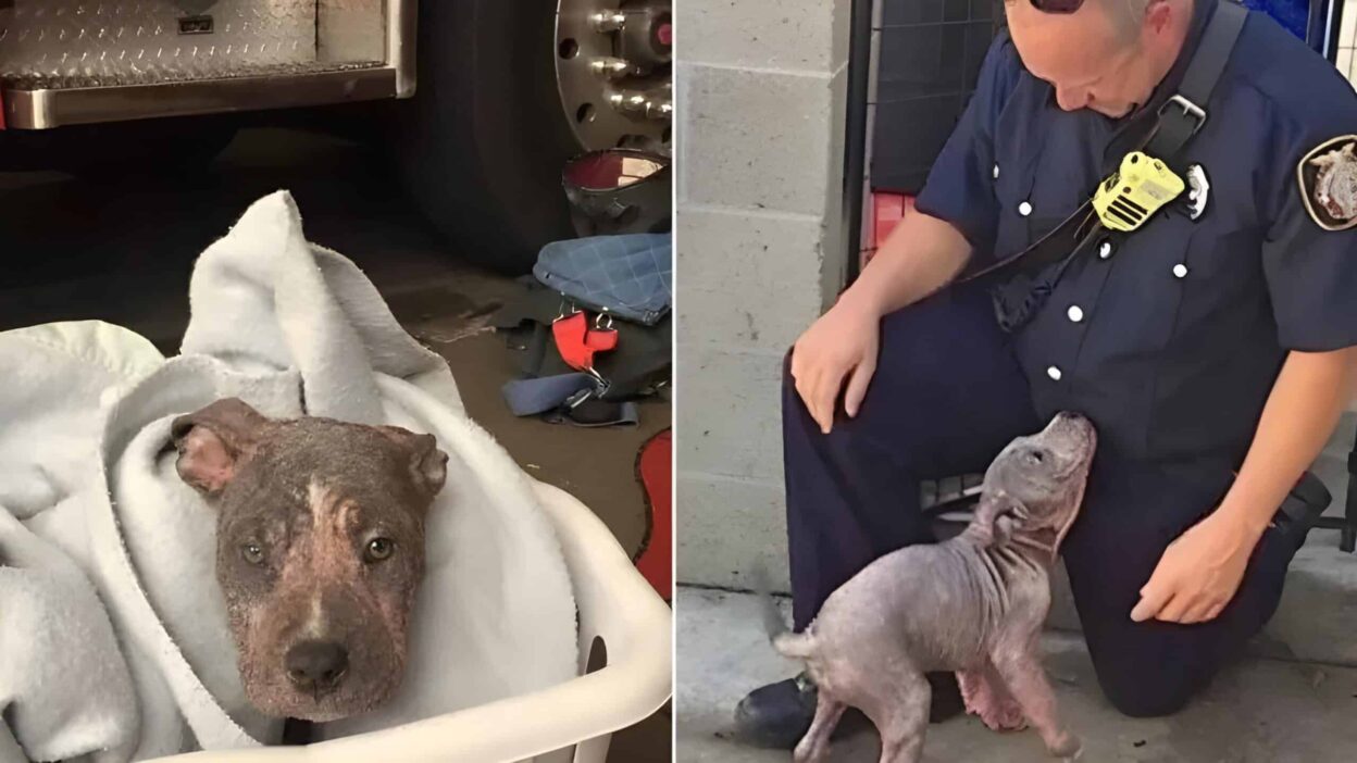 A 3 Month Old Pitbull Is Saved By A Firefighter After Being Abandoned By Previous Owners