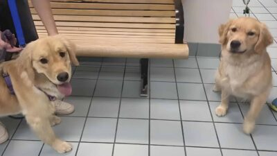 Family Was Shocked After Realizing The Dog They Picked Up From Daycare Wasn’t Theirs