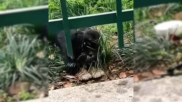 Sweet Puppy Who Spent Her Life Surviving On The Streets Finally Got Her Happily Ever After