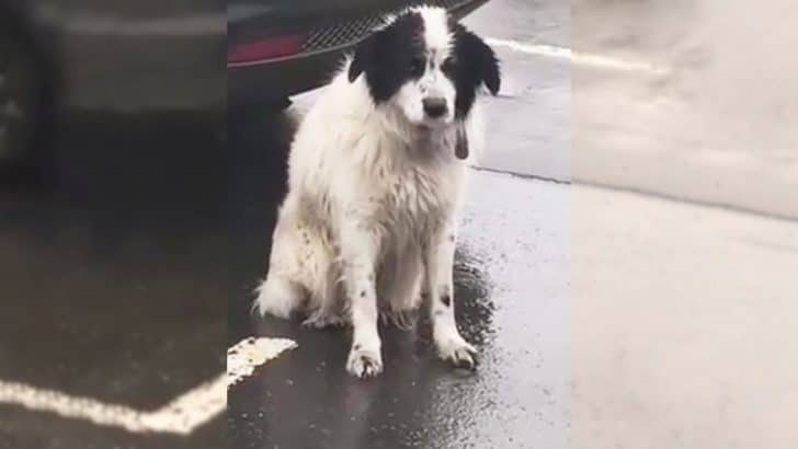 A Loyal Abandoned Pup Waits in the Rain, Hoping for His Owners to Return